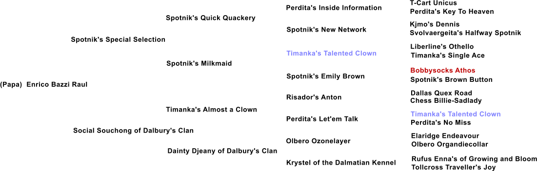 (Papa)  Enrico Bazzi Raul Spotnik's Special Selection Spotnik's Quick Quackery Spotnik's Milkmaid  Social Souchong of Dalbury's Clan  Timanka's Almost a Clown Dainty Djeany of Dalbury's Clan Spotnik's New Network Timanka's Talented Clown Spotnik's Emily Brown Risador's Anton Perdita's Let'em Talk Olbero Ozonelayer   Krystel of the Dalmatian Kennel Perdita's Inside Information T-Cart Unicus Perdita's Key To Heaven Kjmo's Dennis Svolvaergeita's Halfway Spotnik   Liberline's Othello  Timanka's Single Ace  Bobbysocks Athos  Spotnik's Brown Button Dallas Quex Road Chess Billie-Sadlady Timanka's Talented Clown Perdita's No Miss Elaridge Endeavour Olbero Organdiecollar Rufus Enna's of Growing and Bloom 	 Tollcross Traveller's Joy