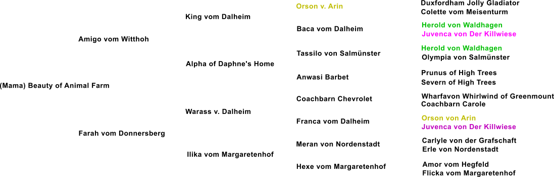 (Mama) Beauty of Animal Farm Amigo vom Witthoh King vom Dalheim Alpha of Daphne's Home Farah vom Donnersberg Warass v. Dalheim Ilika vom Margaretenhof Baca vom Dalheim Tassilo von Salmnster Anwasi Barbet Coachbarn Chevrolet  Franca vom Dalheim Meran von Nordenstadt Hexe vom Margaretenhof Orson v. Arin Duxfordham Jolly Gladiator Colette vom Meisenturm Herold von Waldhagen Juvenca von Der Killwiese Herold von Waldhagen Olympia von Salmnster Prunus of High Trees Severn of High Trees Wharfavon Whirlwind of Greenmount Coachbarn Carole Orson von Arin Juvenca von Der Killwiese Carlyle von der Grafschaft Erle von Nordenstadt Amor vom Hegfeld Flicka vom Margaretenhof