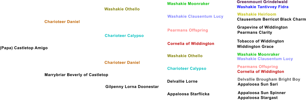 (Papa) Castletop Amigo Charioteer Daniel Washakie Othello Charioteer Calypso Marrybriar Beverly of Castletop Charioteer Daniel Gilpenny Lorna Doonestar Washakie Clausentum Lucy Pearmans Offspring Cornelia of Widdington Washakie Othello Charioteer Calypso Delvallie Lorne Appaloosa Starflicka Washakie Moonraker Greenmount Grindelwald Washakie Tantivvey Fidra Washakie Heirloom Clausentum Berricot Black Charm Grapevine of Widdington Pearmans Clarity Tobacco of Widdington Widdington Grace Washakie Moonraker Washakie Clausentum Lucy Pearmans Offspring Cornelia of Widdington Delvallie Brougham Bright Boy Appaloosa Sun Sari Appaloosa Sun Spinner Appaloosa Stargast