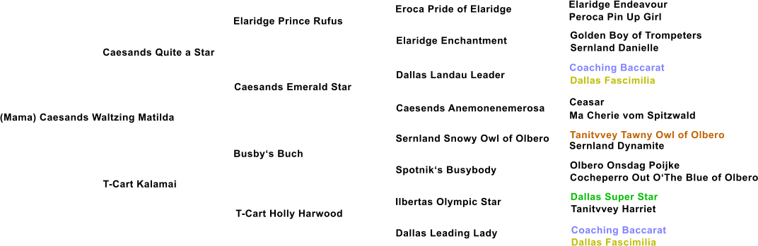 (Mama) Caesands Waltzing Matilda Caesands Quite a Star Elaridge Prince Rufus Caesands Emerald Star T-Cart Kalamai Busbys Buch T-Cart Holly Harwood Elaridge Enchantment Dallas Landau Leader Caesends Anemonenemerosa Sernland Snowy Owl of Olbero Spotniks Busybody Ilbertas Olympic Star Dallas Leading Lady Eroca Pride of Elaridge Elaridge Endeavour Peroca Pin Up Girl Golden Boy of Trompeters Sernland Danielle Coaching Baccarat Dallas Fascimilia Ceasar Ma Cherie vom Spitzwald Tanitvvey Tawny Owl of Olbero Sernland Dynamite Olbero Onsdag Poijke Cocheperro Out OThe Blue of Olbero Dallas Super Star Tanitvvey Harriet Coaching Baccarat Dallas Fascimilia