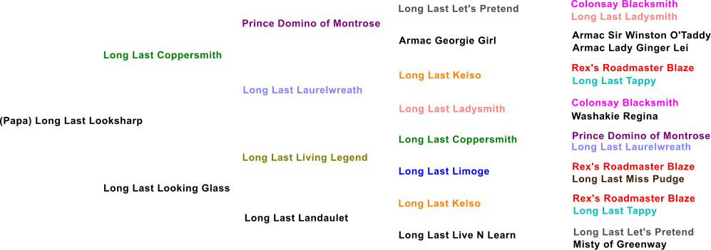 (Papa) Long Last Looksharp Long Last Coppersmith Prince Domino of Montrose Long Last Laurelwreath  Long Last Looking Glass Long Last Living Legend Long Last Landaulet Armac Georgie Girl Long Last Kelso Long Last Ladysmith Long Last Coppersmith Long Last Limoge Long Last Kelso Long Last Live N Learn Long Last Let's Pretend Colonsay Blacksmith Long Last Ladysmith Armac Sir Winston O'Taddy Armac Lady Ginger Lei Rex's Roadmaster Blaze Long Last Tappy Colonsay Blacksmith Washakie Regina Prince Domino of Montrose Long Last Laurelwreath Rex's Roadmaster Blaze Long Last Miss Pudge Rex's Roadmaster Blaze Long Last Tappy Long Last Let's Pretend  Misty of Greenway