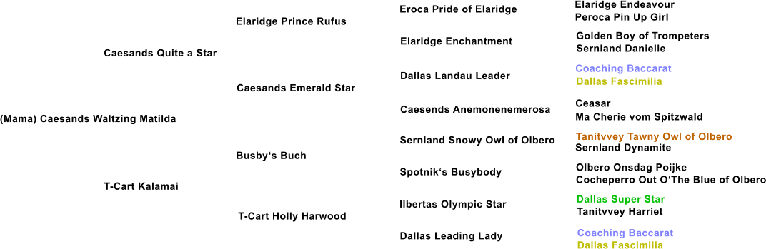 (Mama) Caesands Waltzing Matilda Caesands Quite a Star Elaridge Prince Rufus Caesands Emerald Star T-Cart Kalamai Busby�s Buch T-Cart Holly Harwood Elaridge Enchantment Dallas Landau Leader Caesends Anemonenemerosa Sernland Snowy Owl of Olbero Spotnik�s Busybody Ilbertas Olympic Star Dallas Leading Lady Eroca Pride of Elaridge Elaridge Endeavour Peroca Pin Up Girl Golden Boy of Trompeters Sernland Danielle Coaching Baccarat Dallas Fascimilia Ceasar Ma Cherie vom Spitzwald Tanitvvey Tawny Owl of Olbero Sernland Dynamite Olbero Onsdag Poijke Cocheperro Out O�The Blue of Olbero Dallas Super Star Tanitvvey Harriet Coaching Baccarat Dallas Fascimilia
